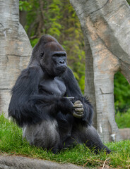 adult silverback gorilla gets a close up on a sunny day