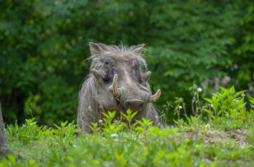 adult wart hog is relaxing in the shade of a large tree