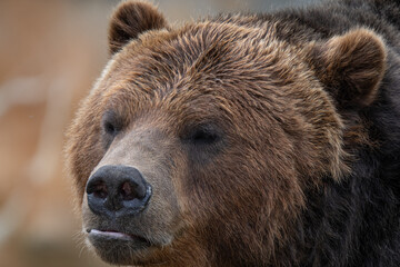 Fototapeta na wymiar grizzly bear gets a close up portrait on a sunny day