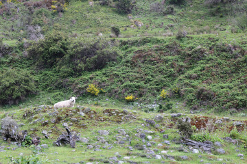 Romneyschaf / Romney sheep / Ovis