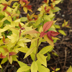 (Spiraea x bumalda) ou spirée du Japon hybride 'Gold Flame' à feuillage décoratif jaune, orange brique ou feu à vert