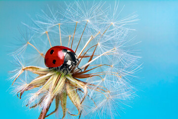 Beautiful Ladybug on dandelion defocused background © blackdiamond67