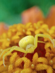 yellow spider ensima from the flower bud in the garden in polens