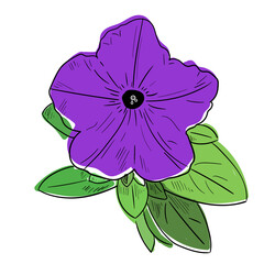 Petunia in a vector style isolated. Colorful trendy sketch. Hand drawn black and white sketch petunia flower - obrazy, fototapety, plakaty