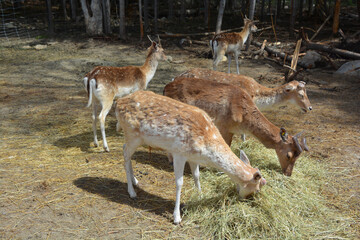 The fallow deer (Dama dama) is a ruminant mammal belonging to the family Cervidae. This common species is native to western Eurasia, © Daniel Meunier