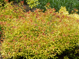 Spiraea x bumalda 'Gold Flame' ou spirée hybride, petit arbuste de forme arrondie au feuillage...