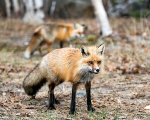 Red Fox Photo Stock. Fox Image. Close-up profile view in the springtime with a blur fox and birch trees background in its environment and habitat. Picture. Portrait. Photo. Fox Image.