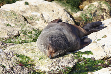 Neuseeländischer Seebär / New Zealand fur seal / Arctocephalus forsteri