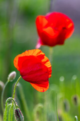 Beautiful red poppy flower blossoms show a nice color contrast to the green field and violet flowers and make the landscape fresh colored and inspiring for garden lovers as well as passengers for a wa