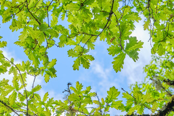 Oak tree green leaves
