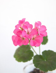 Geranium Zonal, Pelargonium hortorum with pink flowers, on white background