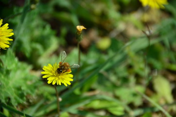 bee on flower