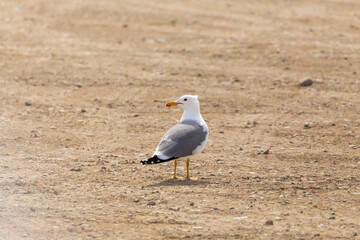 A seagull looking back