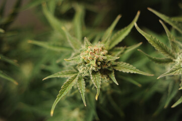 Cannabis blooming buds close-up. Marijuana bush with big trichomes on flowers. Adult fresh plant. Strain Gorillla Glue, GG4.