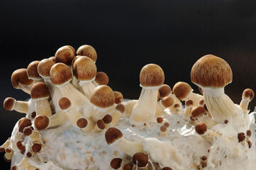 Mycelium block of psychedelic psilocybin mushrooms Golden Teacher. Micro growing of psilocybe...