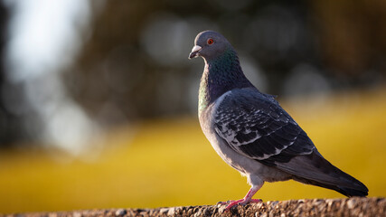 Pigeon standing on the concrete