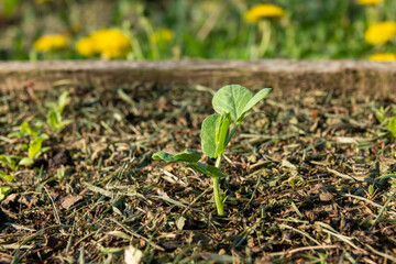 the agricultural field on which grows a small green pea sprout.