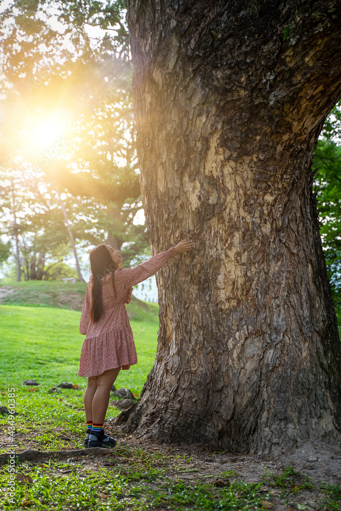 Wall mural young female standing looking at giant big tree and hand touching old tree bark, protect nature, gre