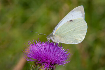 Cabbage butterfly (Pieris brassicae) on a thistle flower