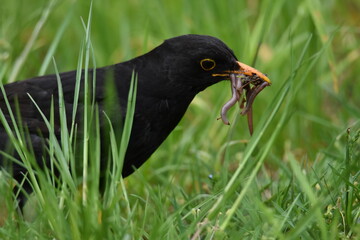 Wo ist der Regenwurm?