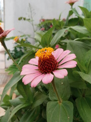 Zinnia ellegans pink