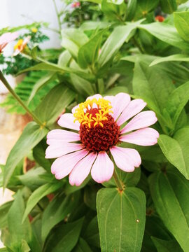 Zinnia elegans rosd