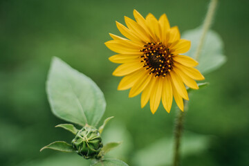Sunflower and bud