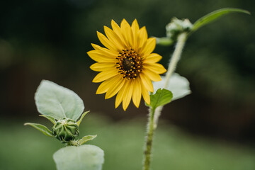 Sunflower in Texas