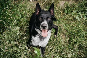 Dog smiling in the grass