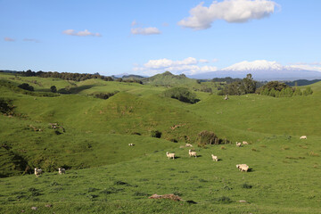 Mount Ruapehu und Mount Ngauruhoe Neuseeland / Mount Ruapehu and Mount Ngauruhoe New Zealand © Ludwig