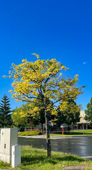 Árbol  amarillo en el parque 