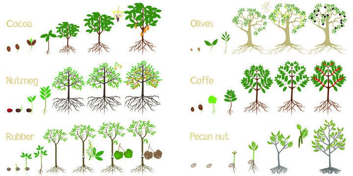 Set of growth cycles of trees with fruits on a white background.