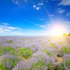 Lavender flower field and sunrise.