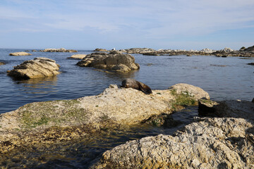 Fototapeta na wymiar Neuseeländischer Seebär / New Zealand fur seal / Arctocephalus forsteri