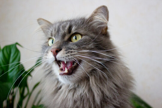 One domestic grey cat meows angry with open mouth and show teeth,pet portrait, well groomed kitten ,image with disgruntled cat for advertising,wallpaper,animal home care,view of yellow eyed fluffy
