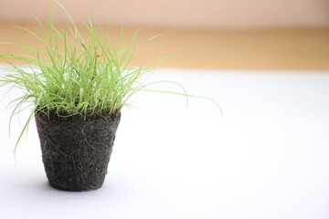 Plant with soil after taking out from growing trays. Small plant taken out from nursery tray slot on white background