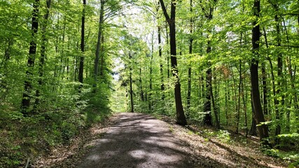 A straight forest road leading through fresh green forest in spring. 