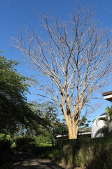 &Aacute;rbol vejo alrededor de &aacute;rboles verdes