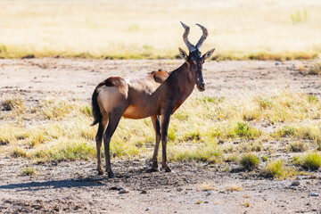 Fototapeta na wymiar Red Hartebeest on the dry brown savannah