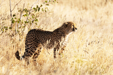 Cheetah standing on dry yellow grass of the African savannah