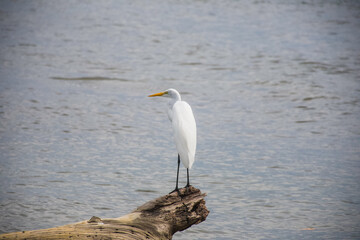 Garza buscando alimento