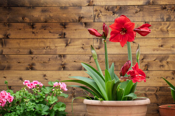 Red blooming amaryllis flowers against wooden wall
