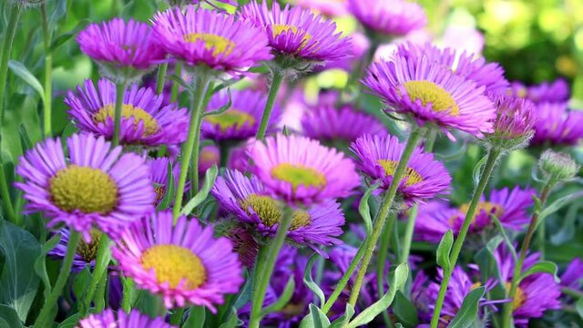 flower erigeron glaucus in bloom
