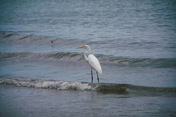 Garza buscando alimento a la orilla del mar