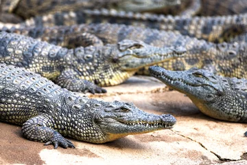 Poster Big african alligators crocodiles crocodile farm © Ivan Kmit
