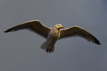 Seagull, Larus argentatus in flight