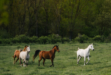 Four brown and white horses galloping through a meadow of green grass, bushes and tall trees behind