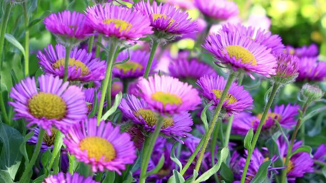 flower erigeron glaucus in bloom
