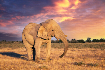 Obraz na płótnie Canvas Closeup view of big African Elephant