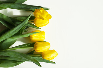 Obraz premium Fresh cut yellow tulips on white background